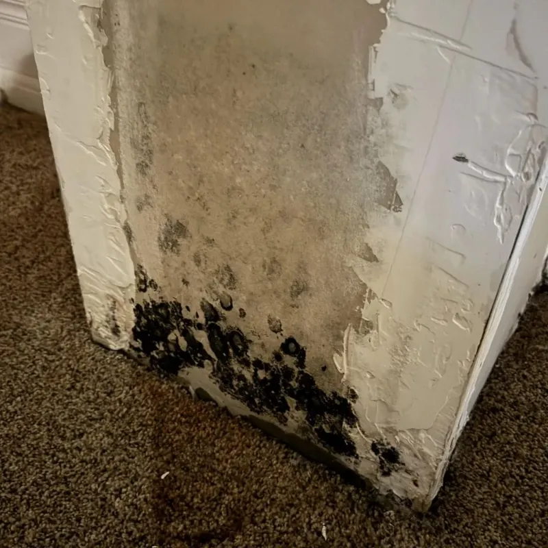 Professional Mold Removal in Kiowa, KS
